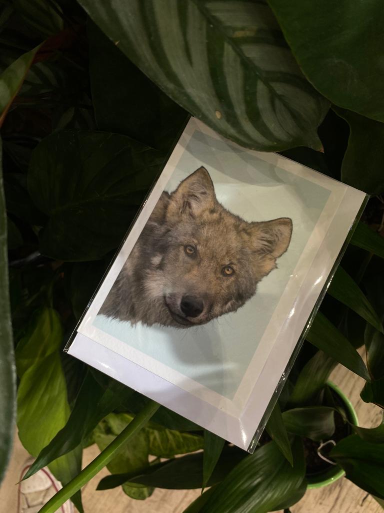 Grey Wolf - Greeting Card