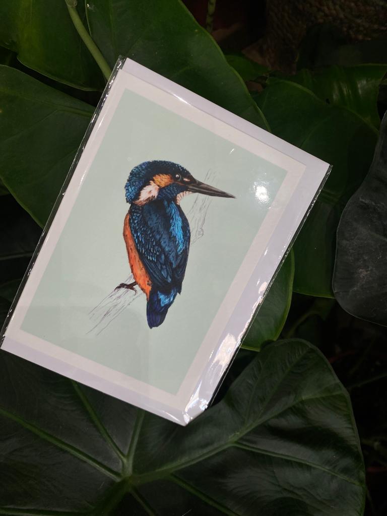 Kingfisher - Greeting Card