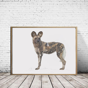 African Wild Dog