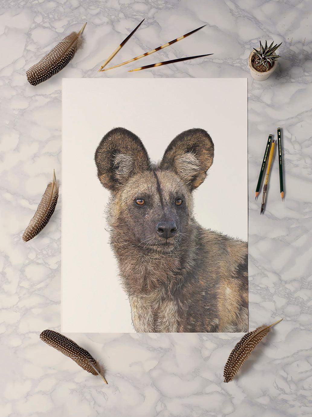 African Wild Dog (Portrait)