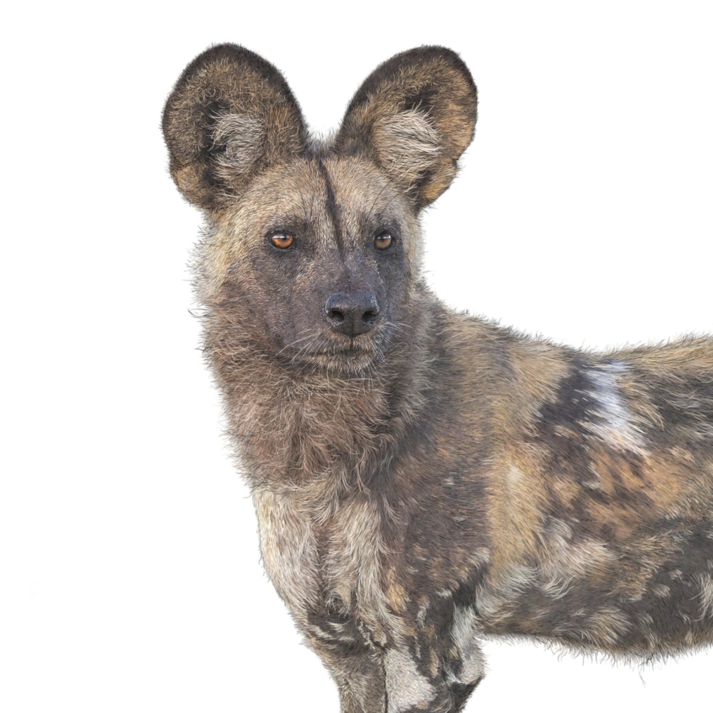 African Wild Dog Print