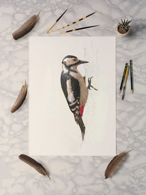 Greater Spotted Woodpecker