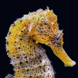 Yellow Seahorse