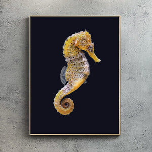 Yellow Seahorse