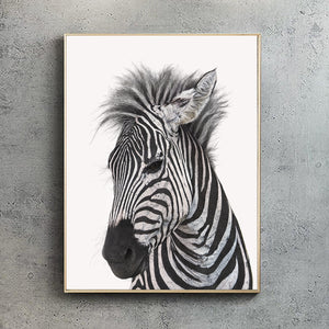 Plains Zebra