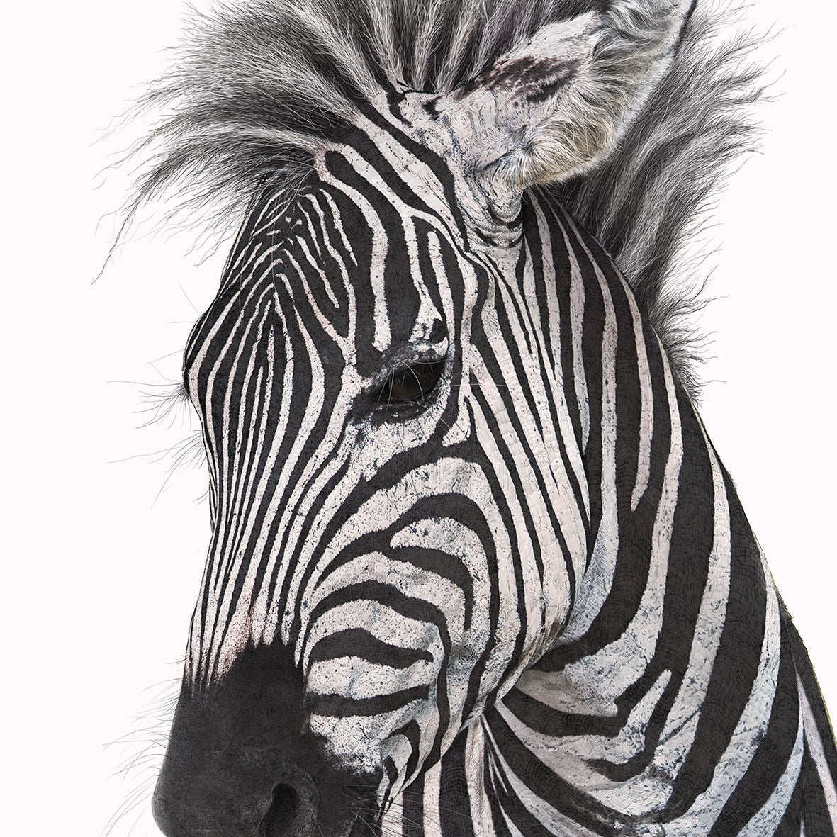 Plains Zebra print