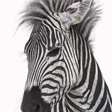 Plains Zebra