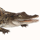 Saltwater Crocodile - Baby