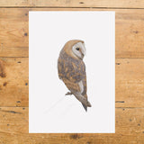 Eurasian Barn Owl