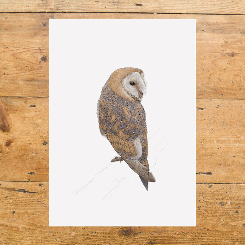 Eurasian Barn Owl