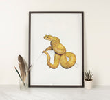 Eyelash Viper