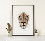 African Lion (Portrait)