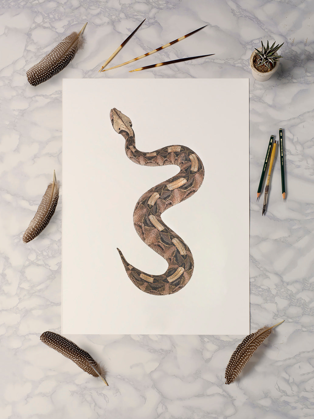 Gaboon Viper - Reduced to clear