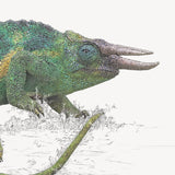 Jackson's Chameleon