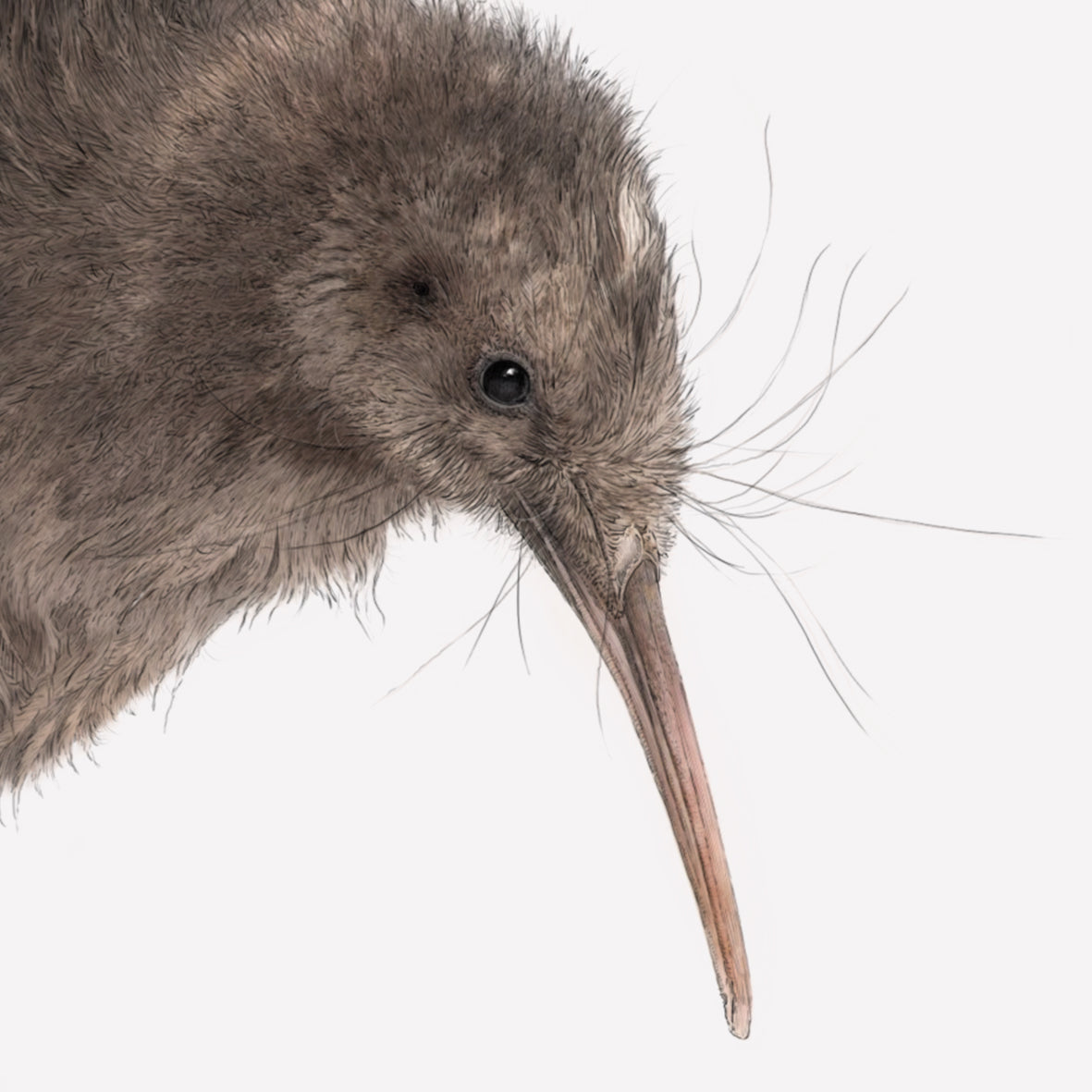 Brown Kiwi print - Reduced to clear
