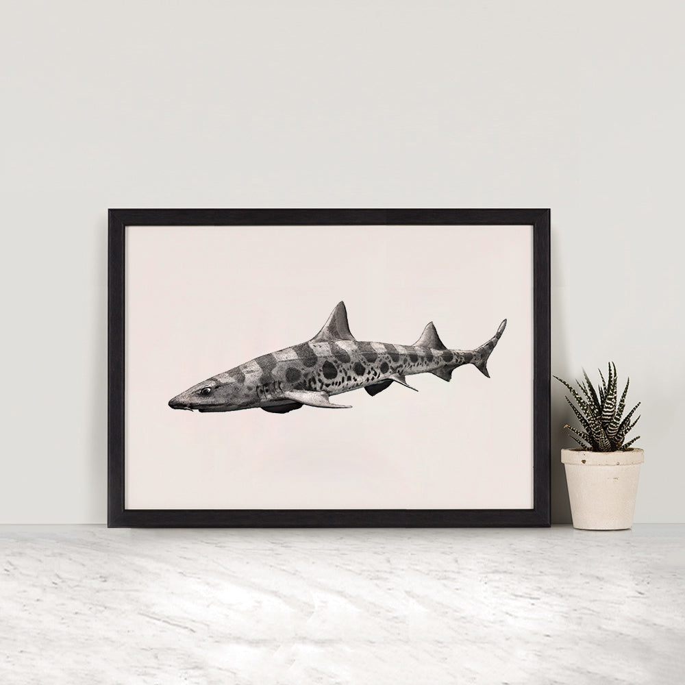 Leopard Shark II