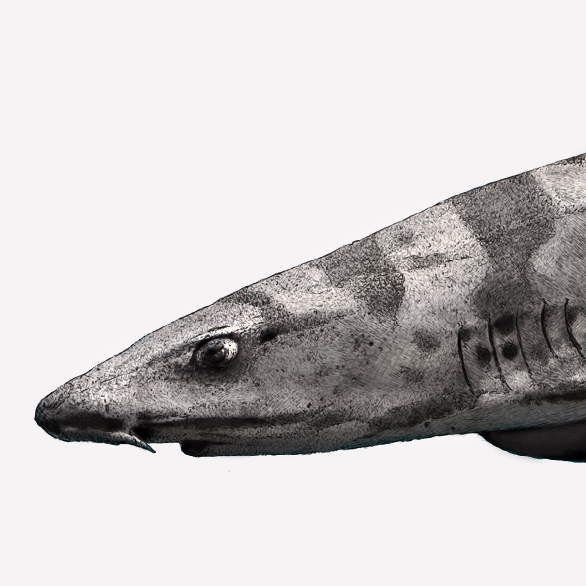 Leopard Shark II