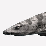 Leopard Shark II