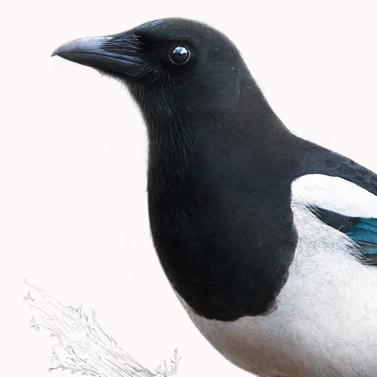 Eurasian Magpie - Original Artwork and prints