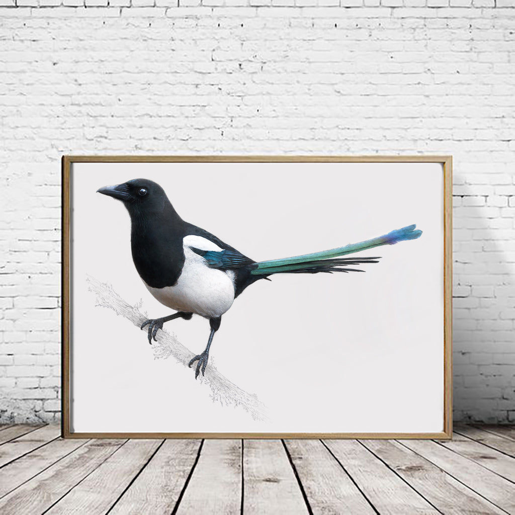 Magpie Drawing
