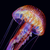 Pelagia Noctiluca Jellyfish