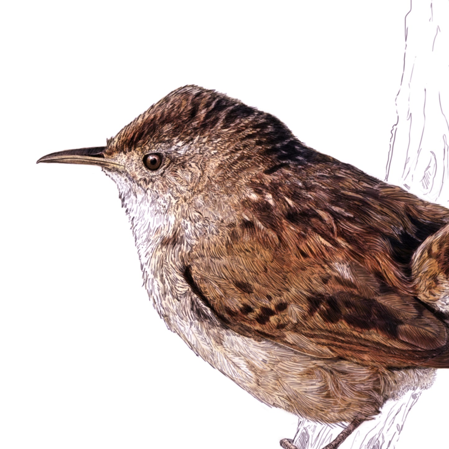 Eurasian Wren print - portrait